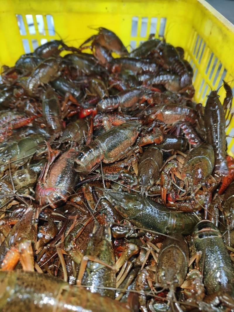 小龙虾