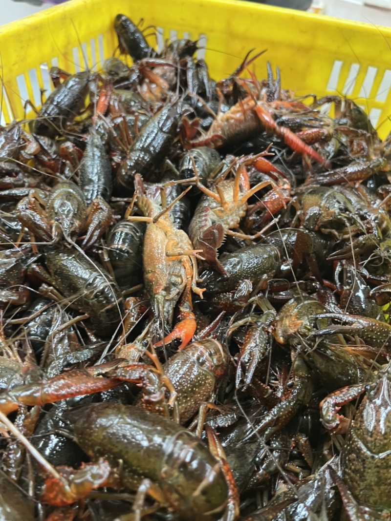 小龙虾