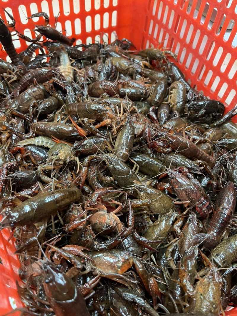 小龙虾