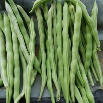 山东九粒白芸豆，大量上市，品质优良，规格齐全，欢迎咨询