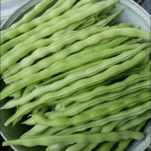 山东九粒白芸豆，货品质量保证，品质佳，规格全，欢迎咨询