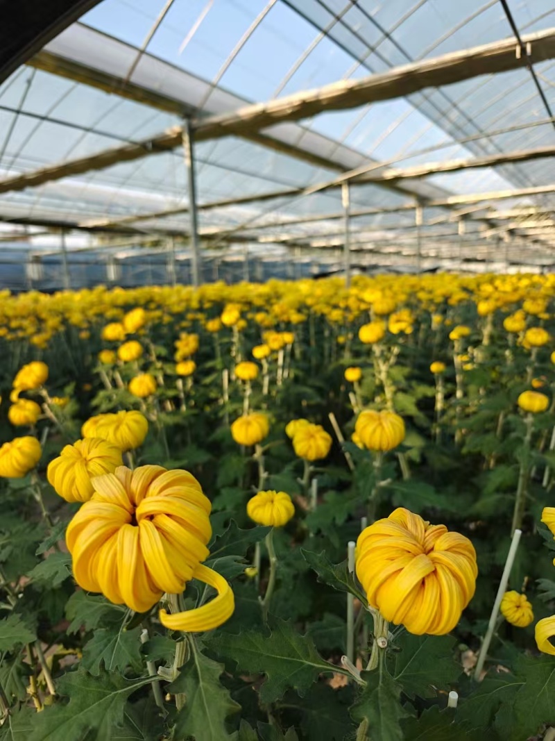 广东中山小榄镇食用菊花