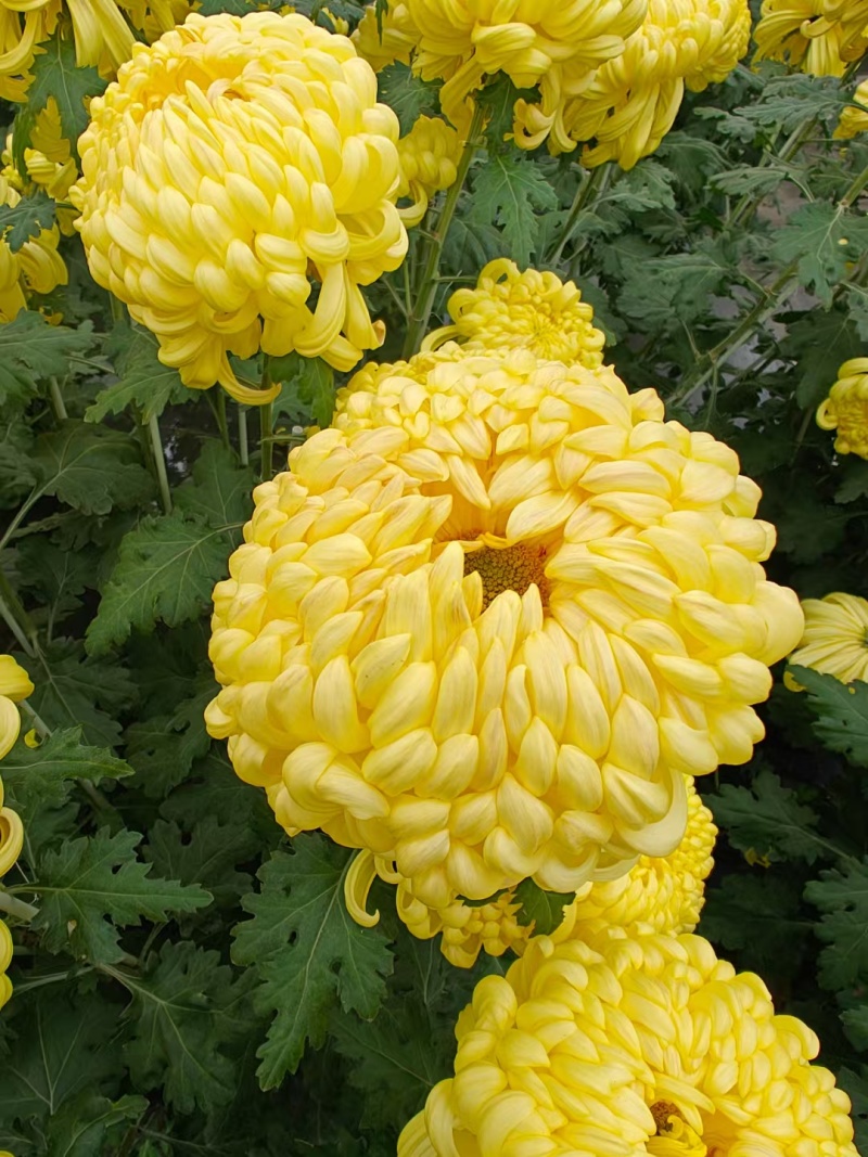 广东中山小榄镇食用菊花