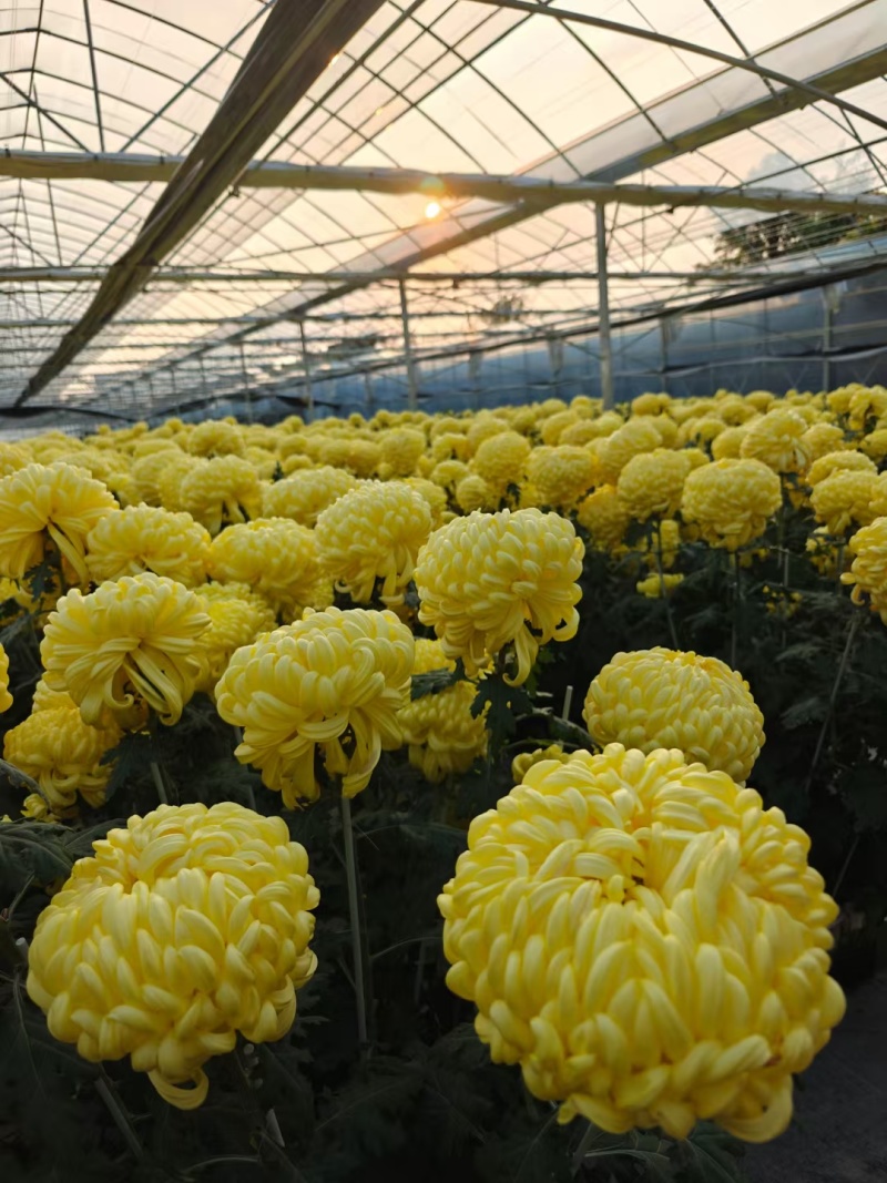 广东中山小榄镇食用菊花