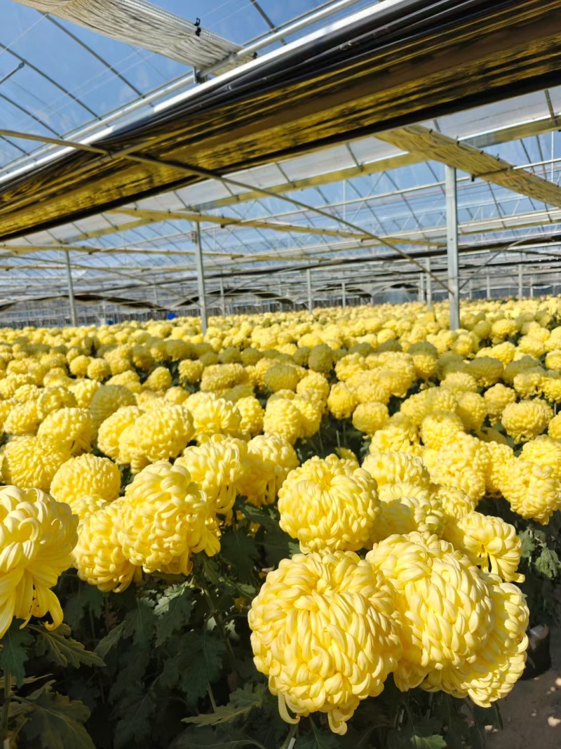 广东中山小榄镇食用菊花