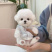 比熊纯种幼犬幼崽小型犬不掉毛活体茶杯犬