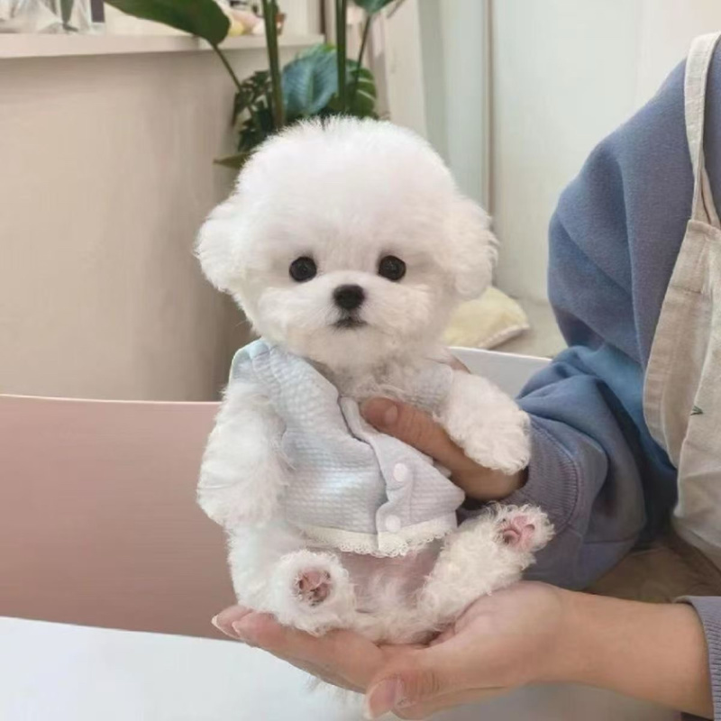 比熊纯种幼犬幼崽小型犬不掉毛活体茶杯犬