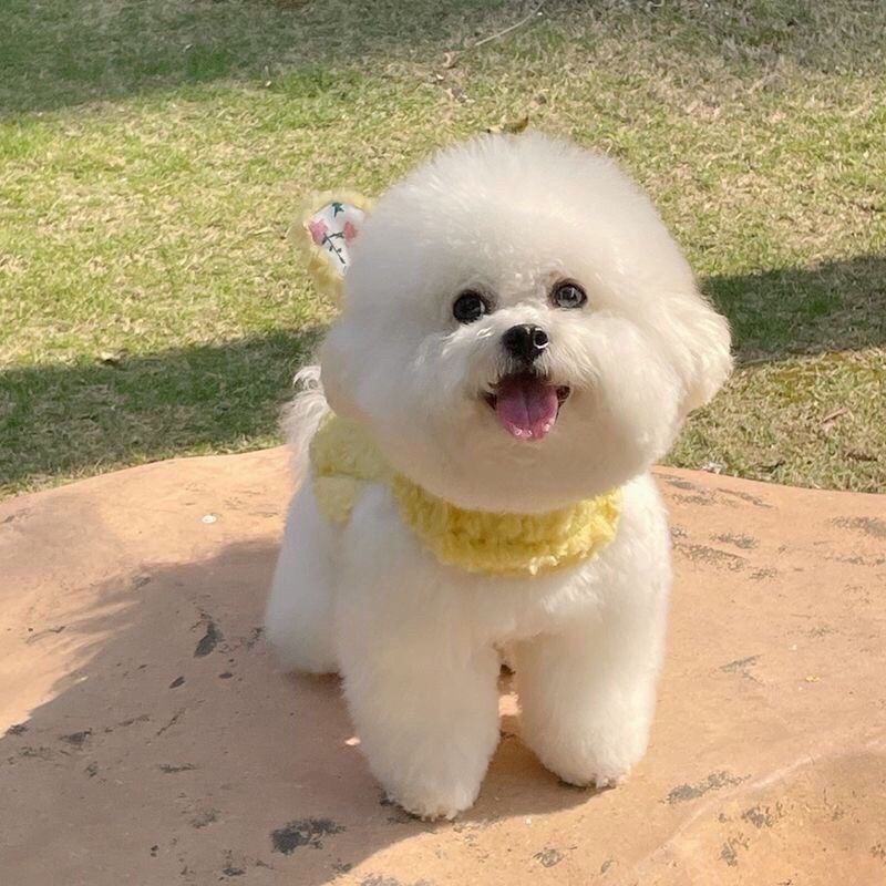 比熊纯种幼犬幼崽小型犬不掉毛活体茶杯犬