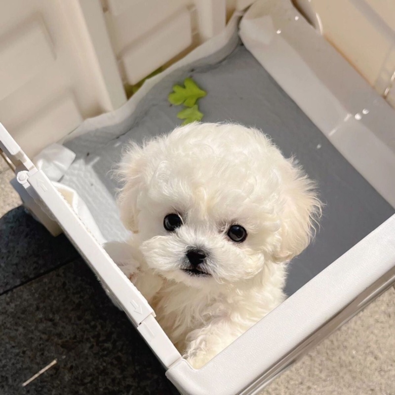 比熊纯种幼犬幼崽小型犬不掉毛活体茶杯犬