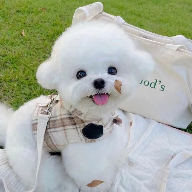 比熊纯种幼犬幼崽小型犬不掉毛活体茶杯犬