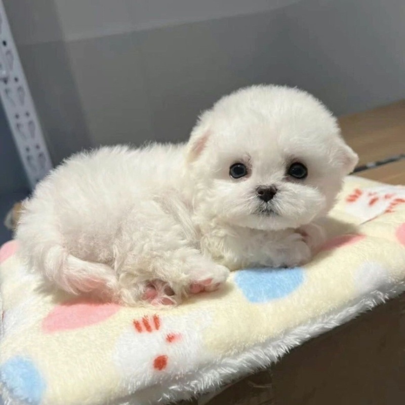 比熊纯种幼犬幼崽小型犬不掉毛活体茶杯犬