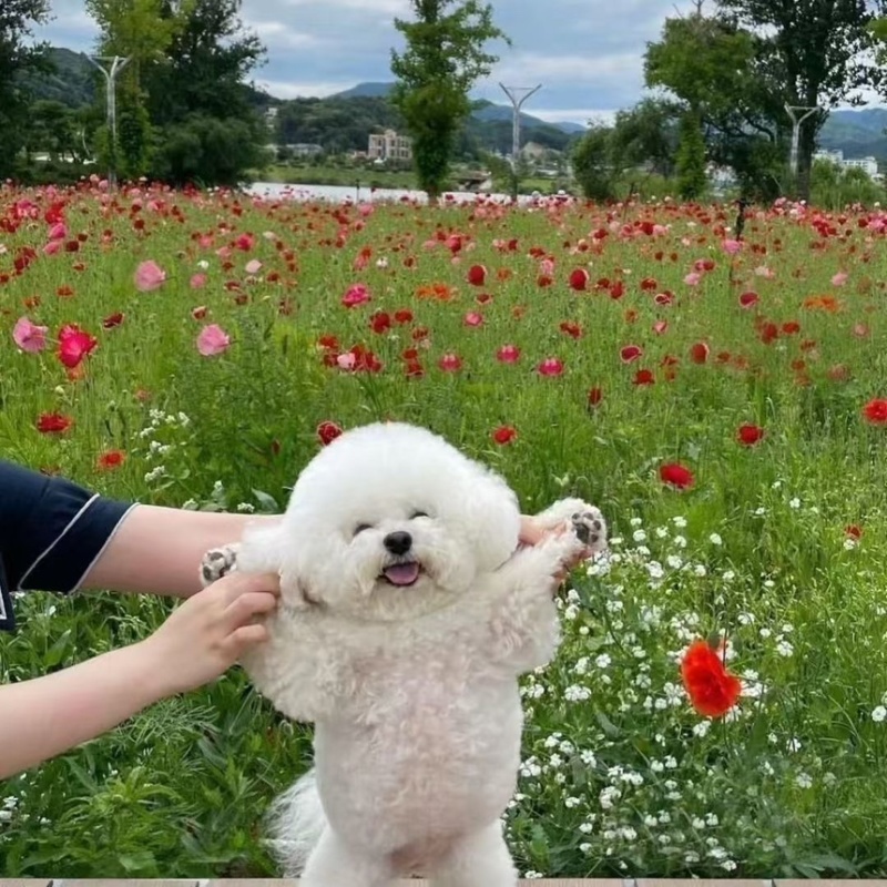 比熊纯种幼犬幼崽小型犬不掉毛活体茶杯犬