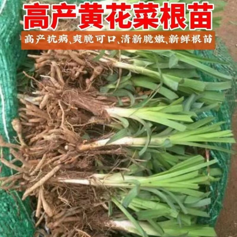 优质黄花菜种苗种植苗*食用金针菜根苗四季可种易种根粗高产