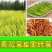 优质黄花菜种苗种植苗*食用金针菜根苗四季可种易种根粗高产