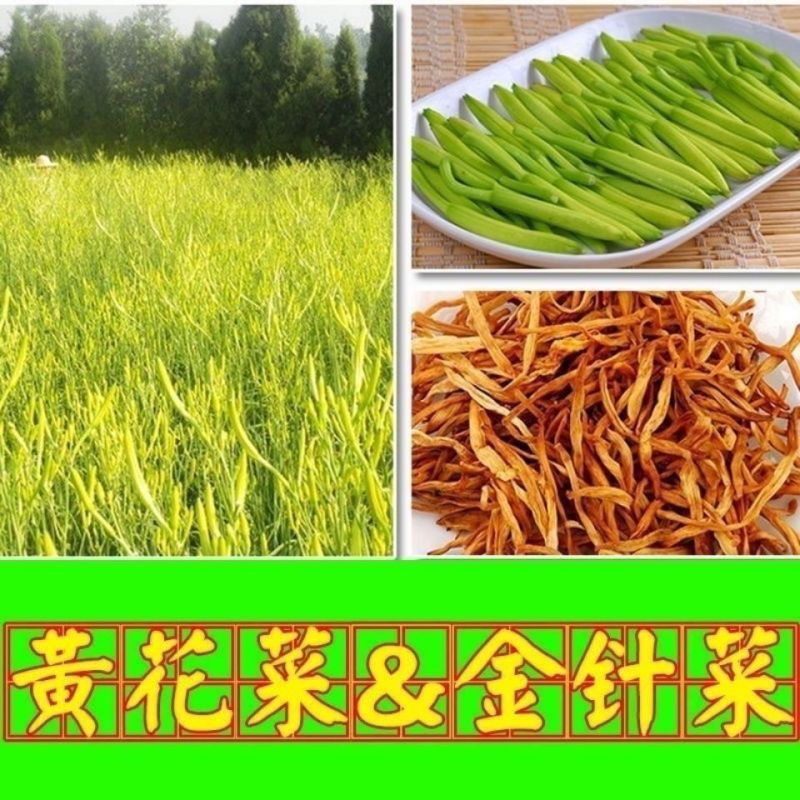 优质黄花菜种苗种植苗*食用金针菜根苗四季可种易种根粗高产