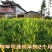 优质黄花菜种苗种植苗*食用金针菜根苗四季可种易种根粗高产