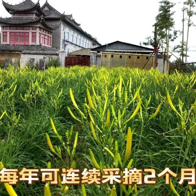优质黄花菜种苗种植苗*食用金针菜根苗四季可种易种根粗高产