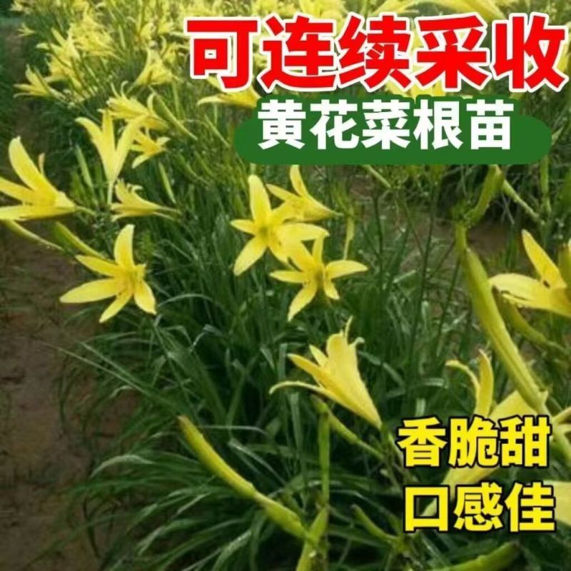 优质黄花菜种苗种植苗*食用金针菜根苗四季可种易种根粗高产