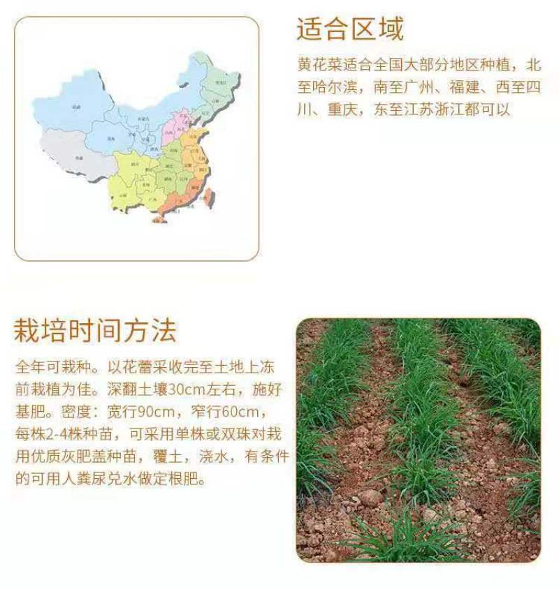 优质黄花菜种苗种植苗*食用金针菜根苗四季可种易种根粗高产