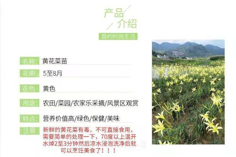 优质黄花菜种苗种植苗*食用金针菜根苗四季可种易种根粗高产