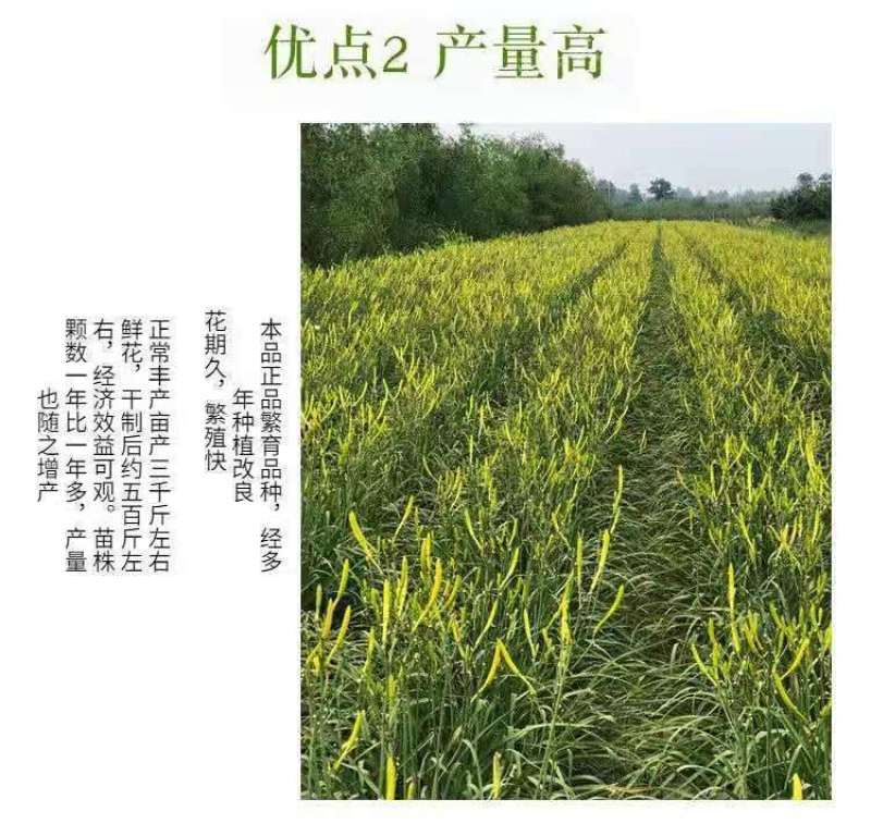优质黄花菜种苗种植苗*食用金针菜根苗四季可种易种根粗高产
