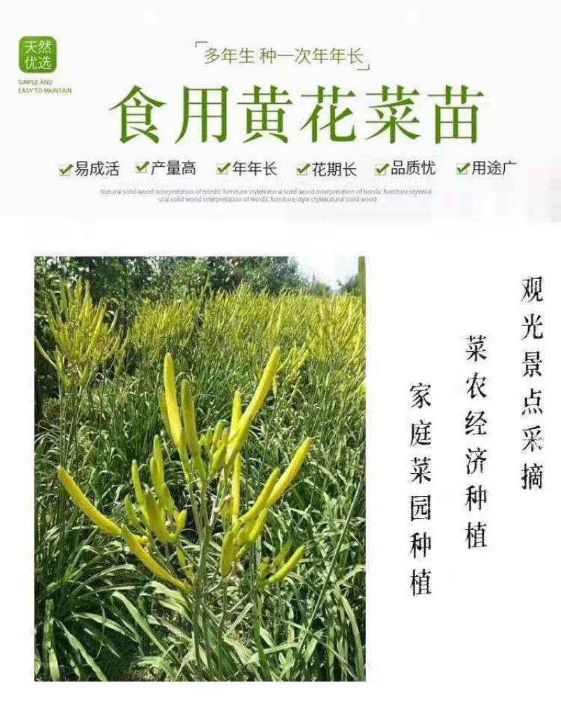 优质黄花菜种苗种植苗*食用金针菜根苗四季可种易种根粗高产