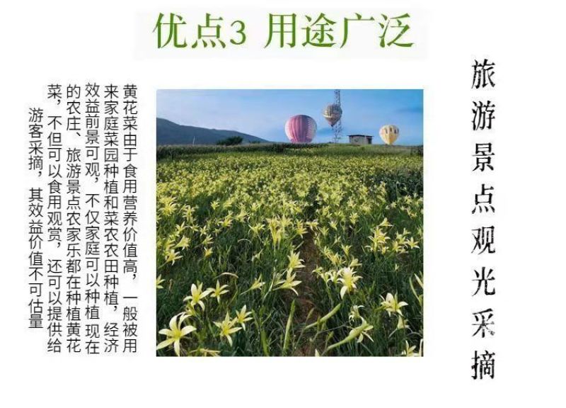 优质黄花菜种苗种植苗*食用金针菜根苗四季可种易种根粗高产