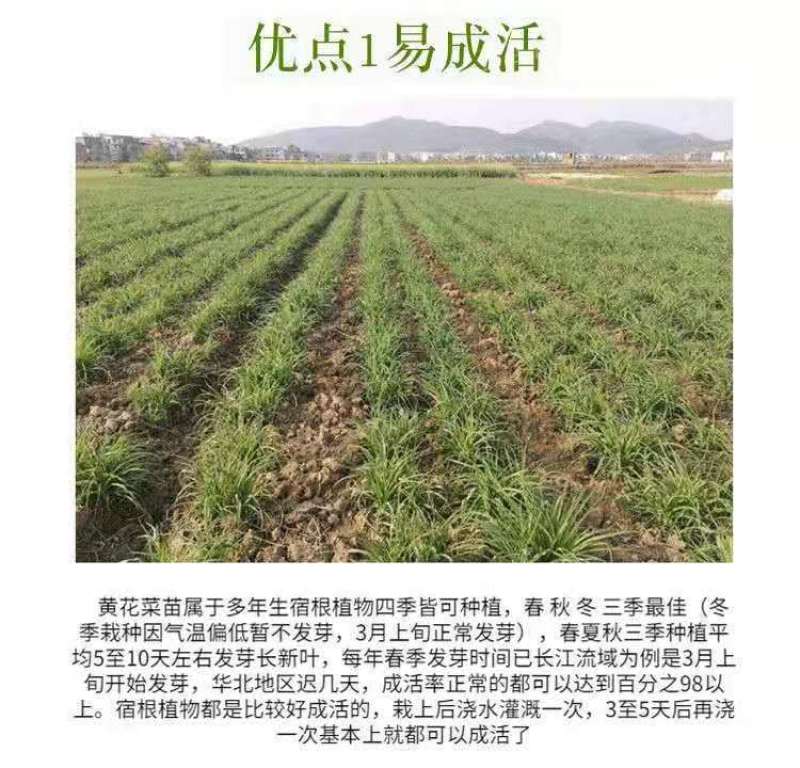 优质黄花菜种苗种植苗*食用金针菜根苗四季可种易种根粗高产