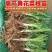 优质黄花菜种苗种植苗*食用金针菜根苗四季可种易种根粗高产