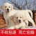 拉布拉多幼犬活体宠物神犬小七导盲犬哎纯种拉布拉多