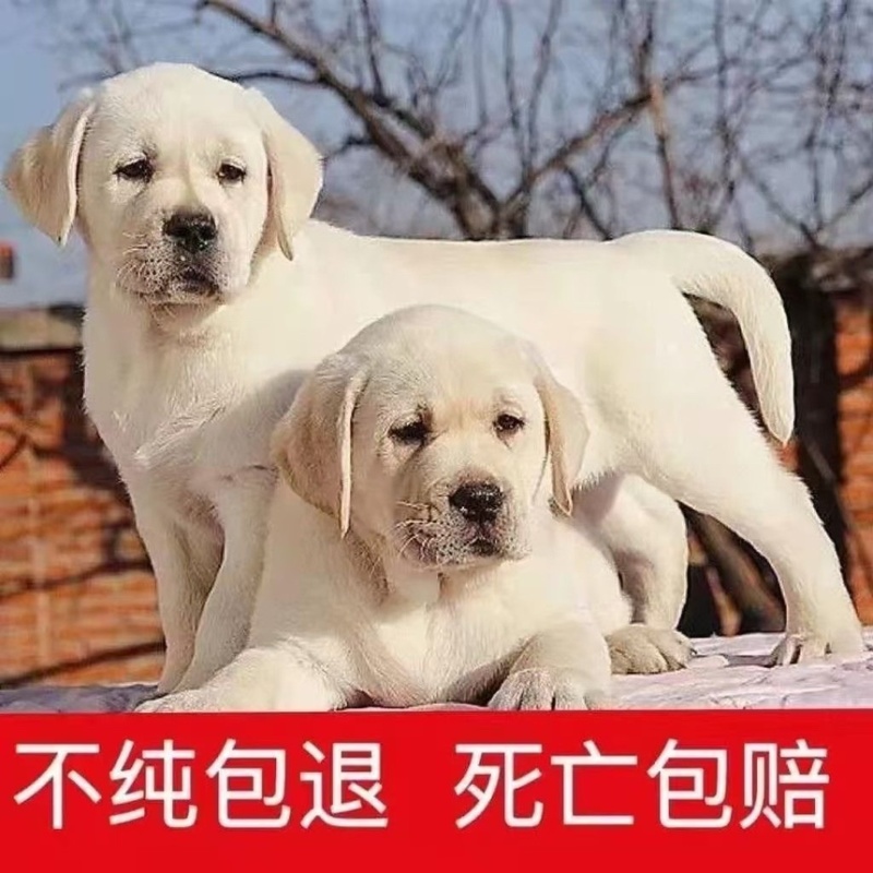 拉布拉多幼犬活体宠物神犬小七导盲犬哎纯种拉布拉多