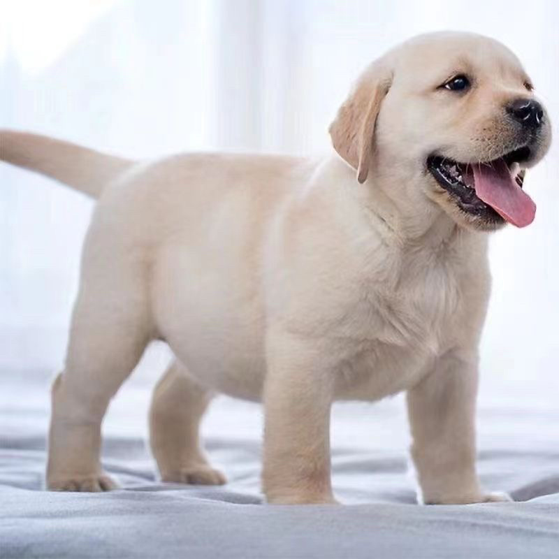 拉布拉多幼犬活体宠物神犬小七导盲犬哎纯种拉布拉多