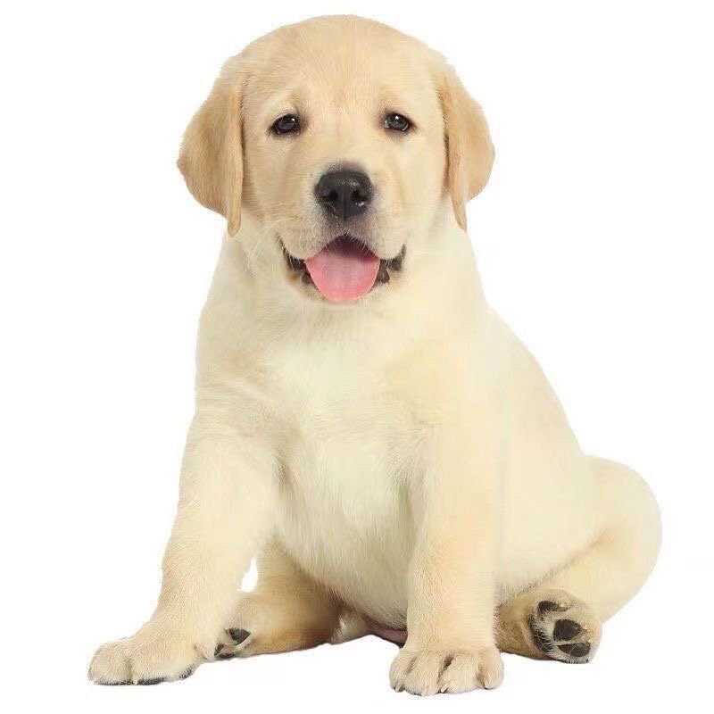拉布拉多幼犬活体宠物神犬小七导盲犬哎纯种拉布拉多