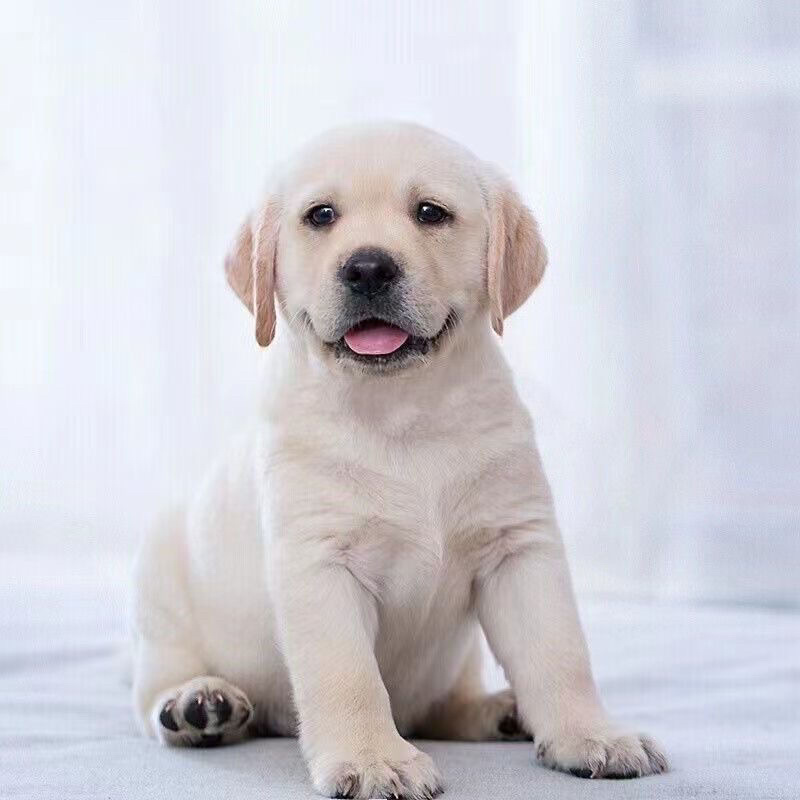 拉布拉多幼犬活体宠物神犬小七导盲犬哎纯种拉布拉多