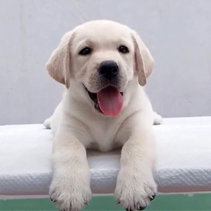 拉布拉多幼犬活体宠物神犬小七导盲犬哎纯种拉布拉多