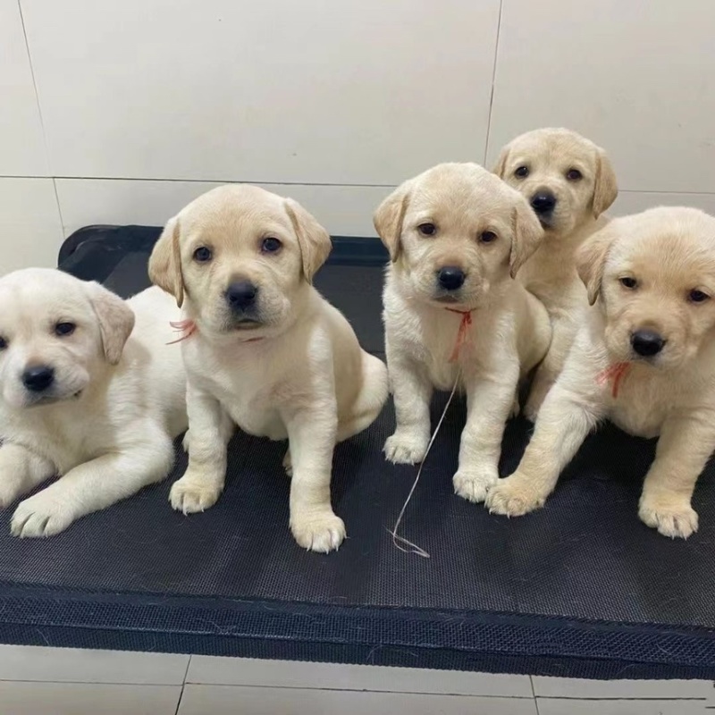 拉布拉多幼犬活体宠物神犬小七导盲犬哎纯种拉布拉多