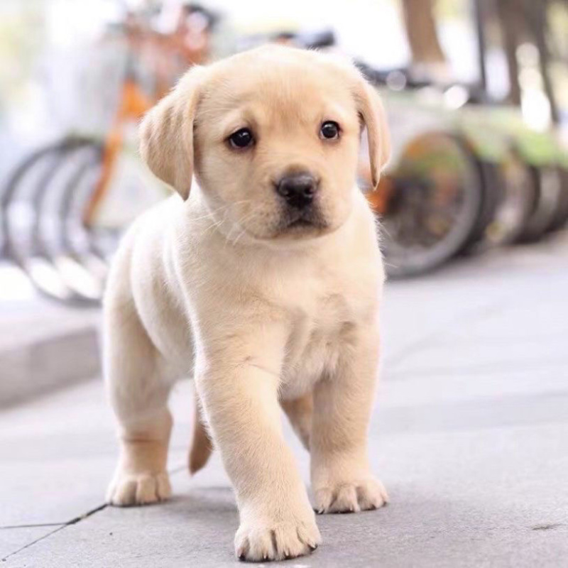 拉布拉多幼犬活体宠物神犬小七导盲犬哎纯种拉布拉多