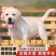 拉布拉多幼犬活体宠物神犬小七导盲犬哎纯种拉布拉多