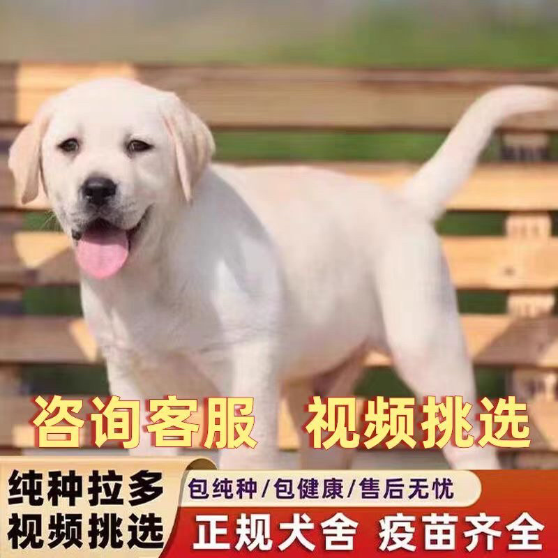 拉布拉多幼犬活体宠物神犬小七导盲犬哎纯种拉布拉多