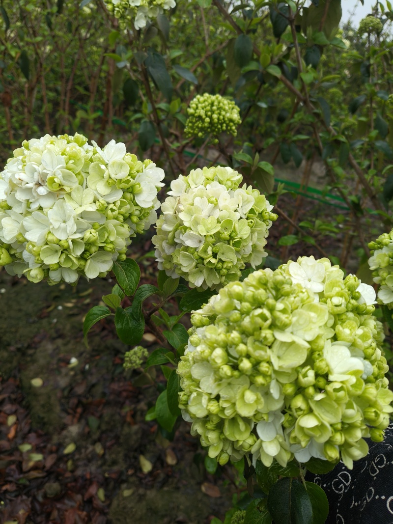 中华木绣球地径:3、4、5、6cm，基地有量，欢迎来订购