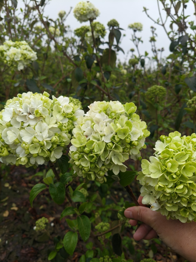 中华木绣球地径:3、4、5、6cm，基地有量，欢迎来订购