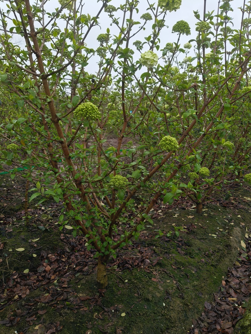 中华木绣球地径:3、4、5、6cm，基地有量，欢迎来订购