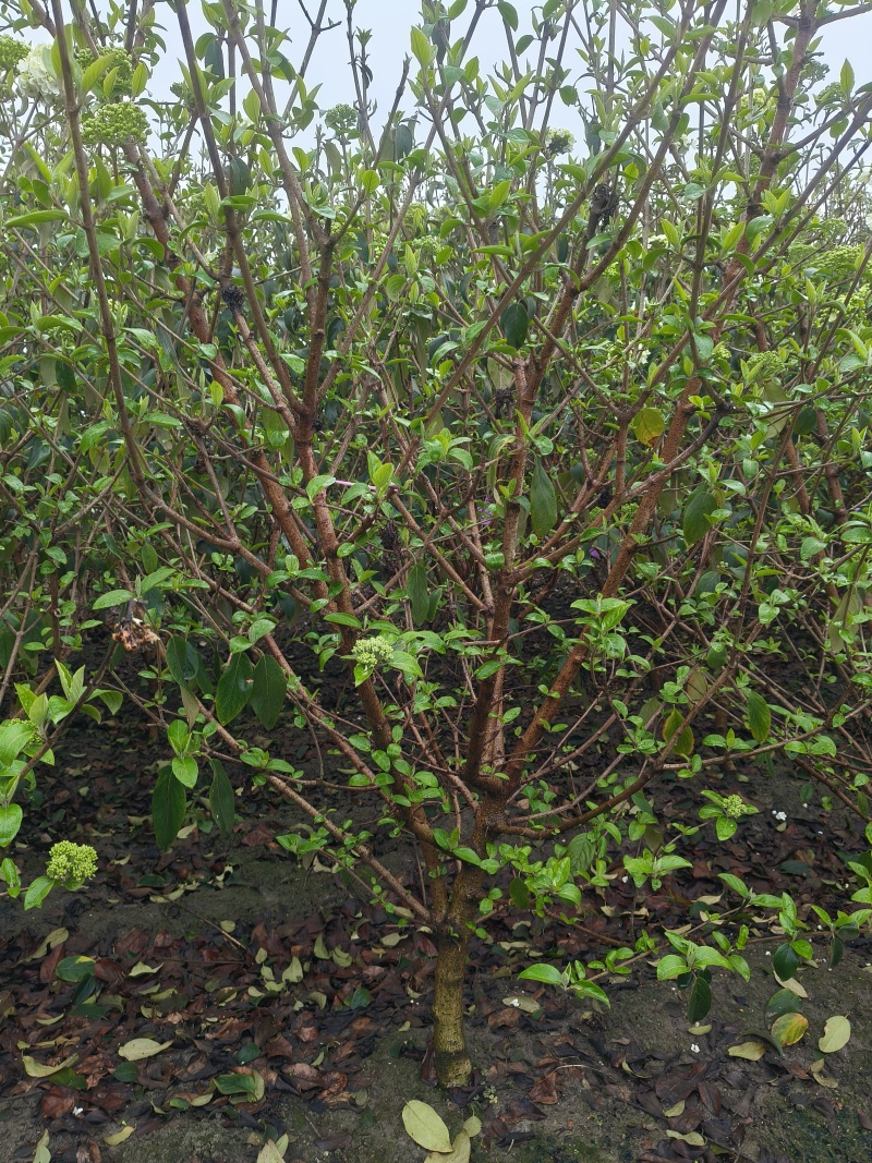 中华木绣球地径:3、4、5、6cm，基地有量，欢迎来订购