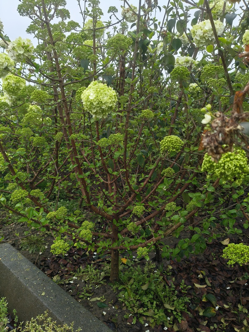 中华木绣球地径:3、4、5、6cm，基地有量，欢迎来订购