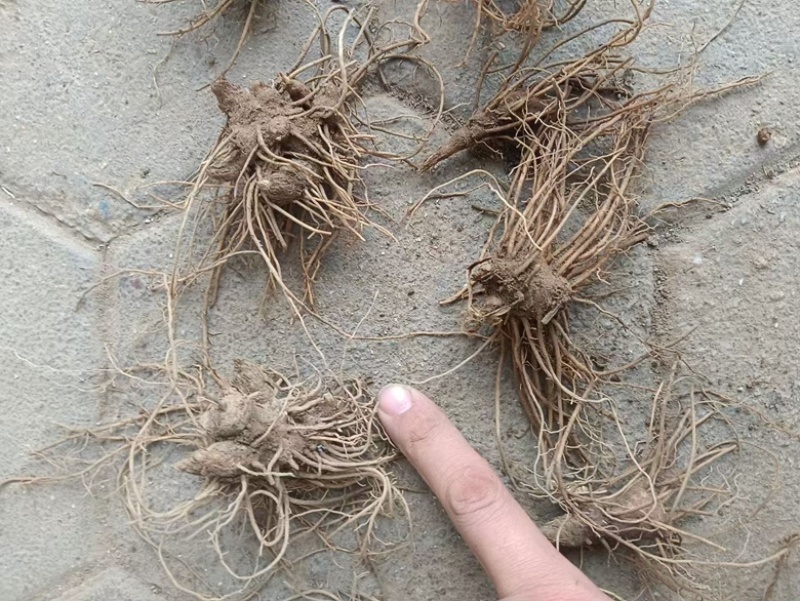 北仓术朱砂点种苗二年苗凤城产地现货发货