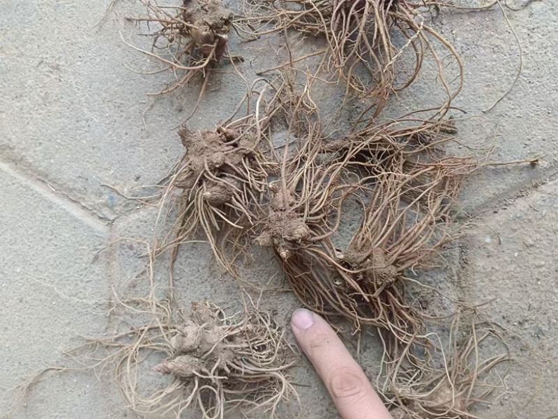 北仓术朱砂点种苗二年苗凤城产地现货发货