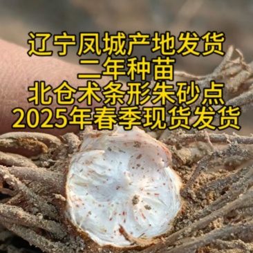 北仓术朱砂点种苗二年苗凤城产地现货发货