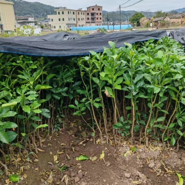 正宗容县沙田柚苗木梅州金柚苗木基地直供