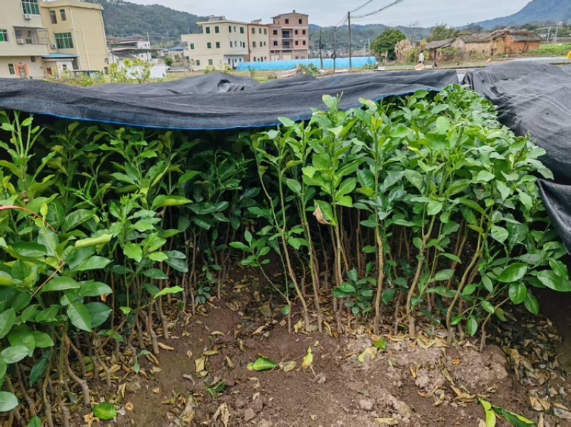 正宗容县沙田柚苗木梅州金柚苗木基地直供