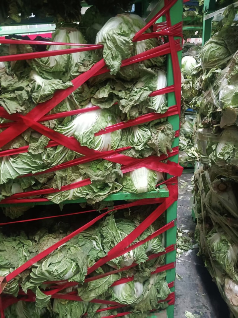【白菜】新乡小包白菜大量现货菜绿个头均匀全国发货